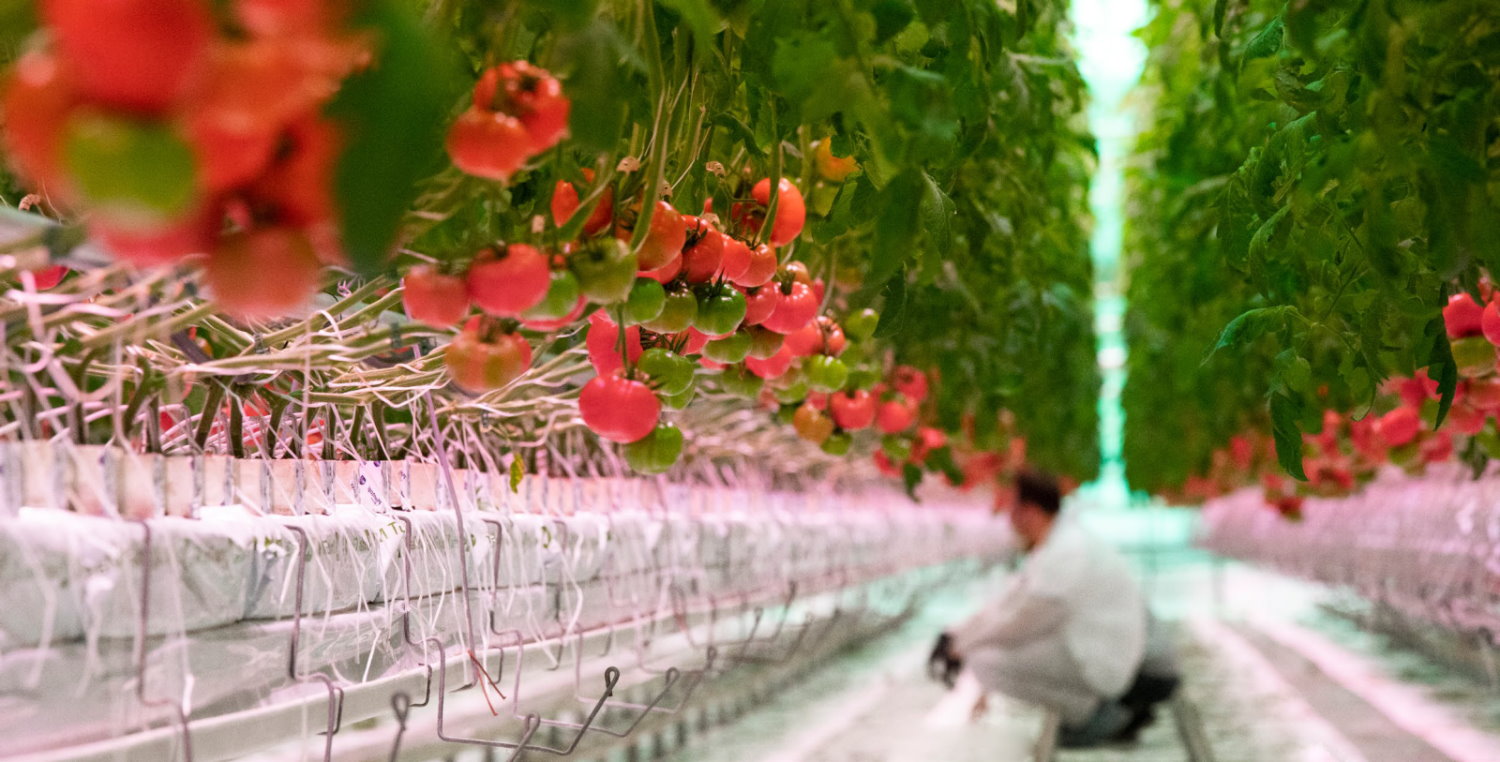 Największa moc oświetlenia LED w szklarniowej uprawie pomidora malinowego w Polsce!