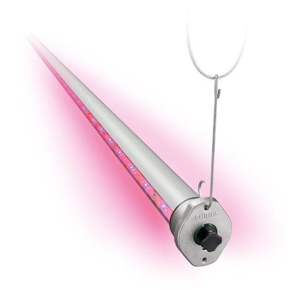 Największa moc oświetlenia LED w szklarniowej uprawie pomidora malinowego w Polsce!