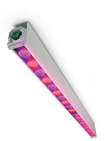 Największa moc oświetlenia LED w szklarniowej uprawie pomidora malinowego w Polsce!