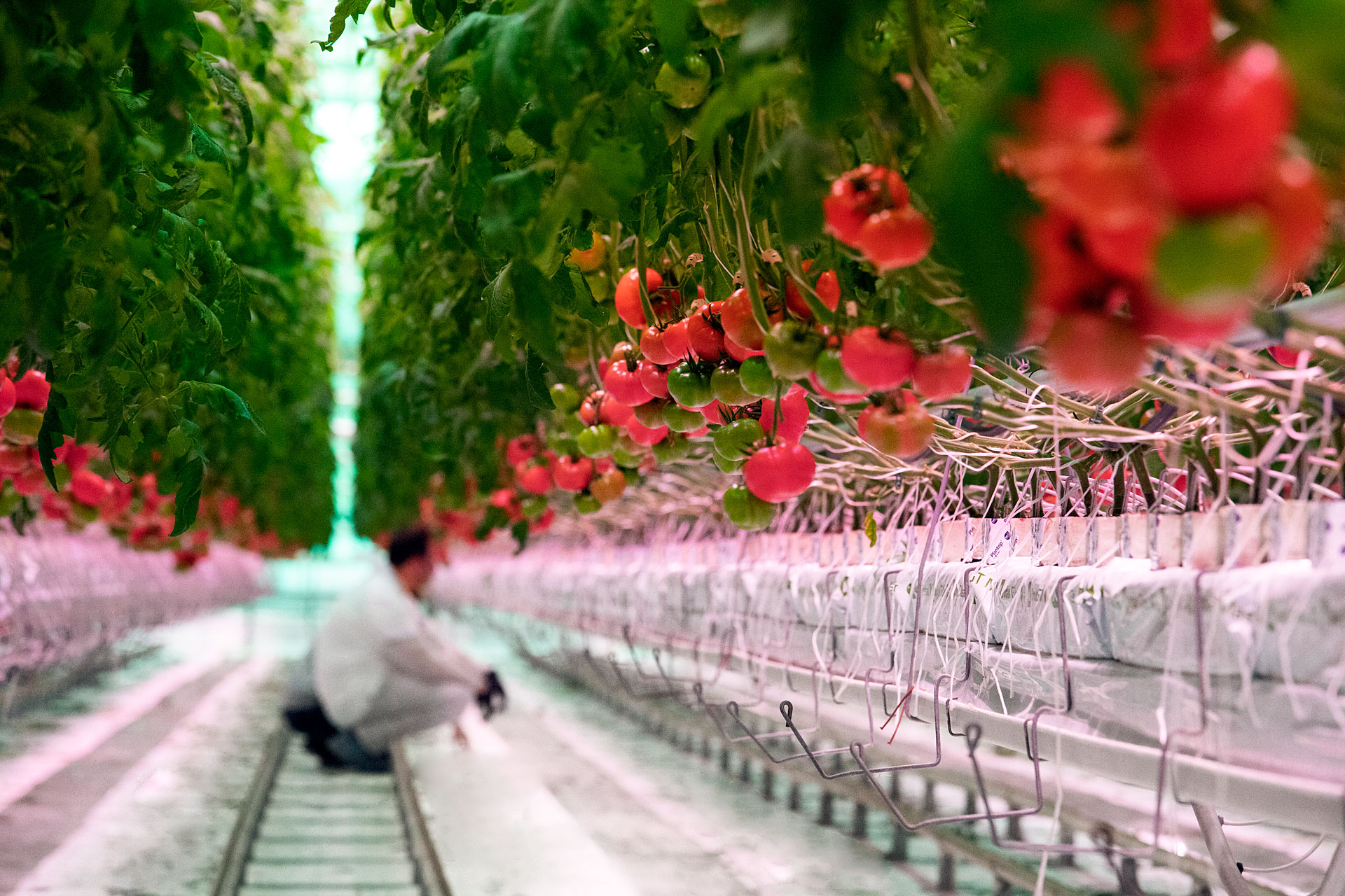 Jeszcze więcej pomidorów spod LEDów! – VegaPOL-Budyta rozszerza uprawę pomidora malinowego z zastosowaniem technologii Philips LED do 5 ha!