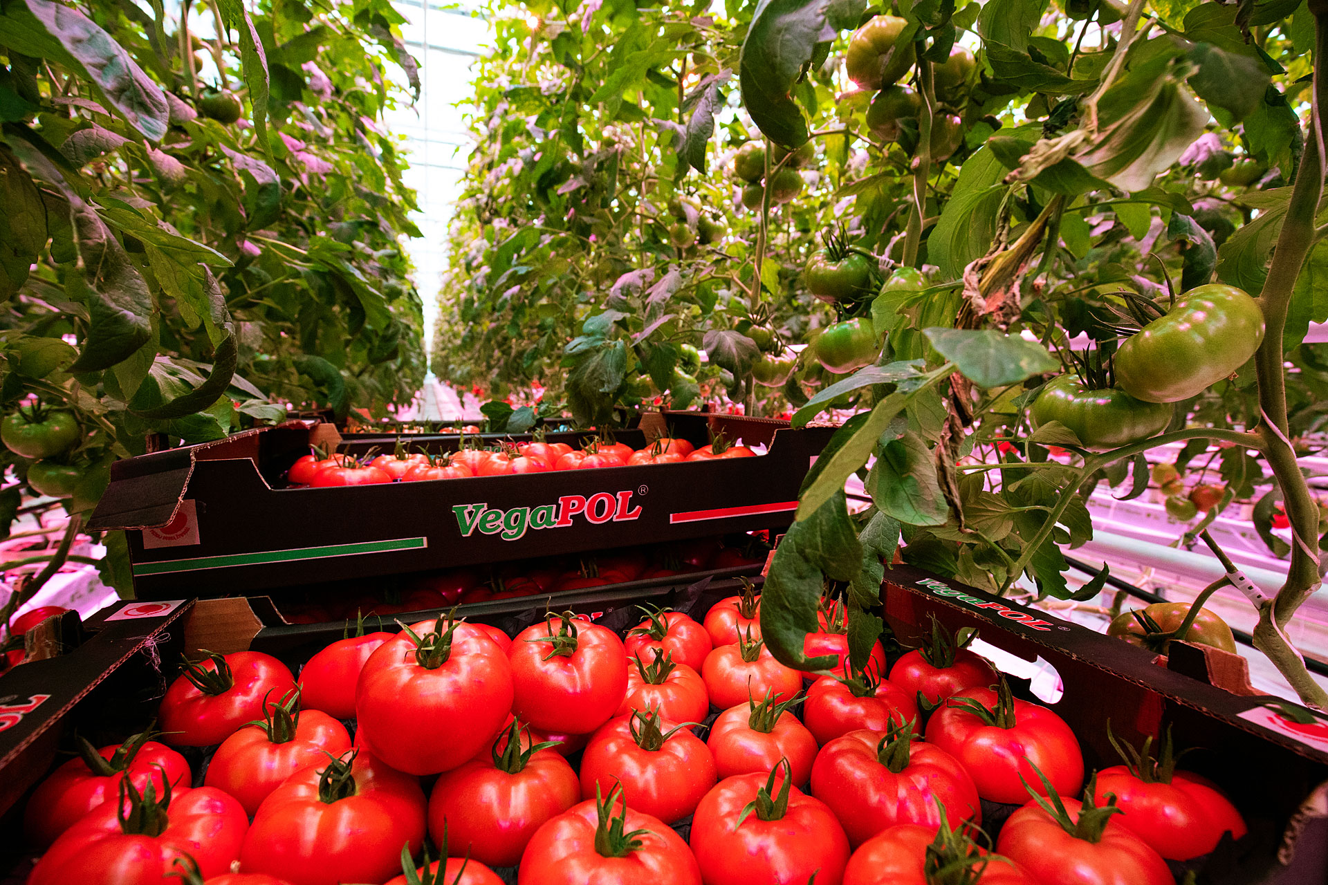 Jeszcze więcej pomidorów spod LEDów! – VegaPOL-Budyta rozszerza uprawę pomidora malinowego z zastosowaniem technologii Philips LED do 5 ha!